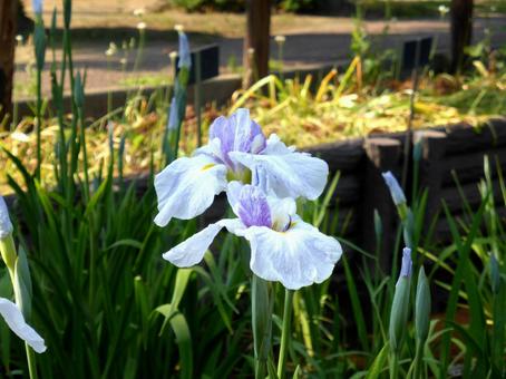 郊外の菖蒲園で開花した淡いハナショウブ ハナショウブ,花,植物の写真素材