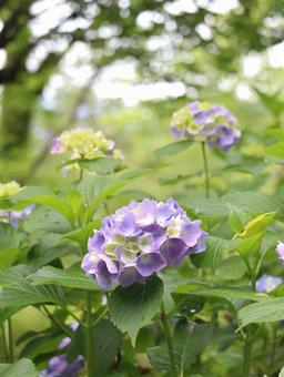 Hydrangea, JPG Hydrangea, JPG