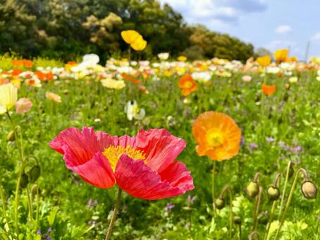 ポピーの花咲く春の丘 ポピー,花,満開の写真素材