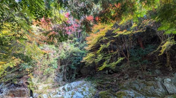 秋の森、色彩の万華鏡 今治市,鈍川,山の写真素材