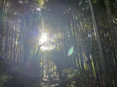 荘厳な雰囲気の竹林と木漏れ日 荘厳な雰囲気の竹林と木漏れ日 荘厳,竹林,風景の写真素材