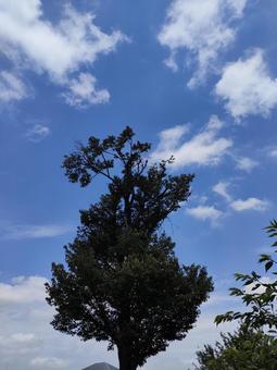 夏空と木 夏空と木の写真