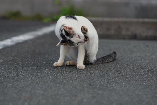 目の前で毛繕いを始める牛柄猫 目の前で毛繕いを始める牛柄猫 牛柄猫,cawcat,ハチワレ猫の写真素材
