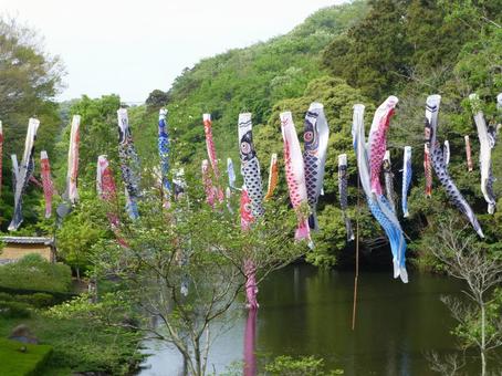 鎌倉中央公園の池の上で泳ぐ鯉のぼり 鎌倉中央公園の池の上で泳ぐ鯉のぼりの写真