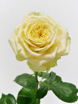 黄色のバラ 花,バラ,植物の写真素材