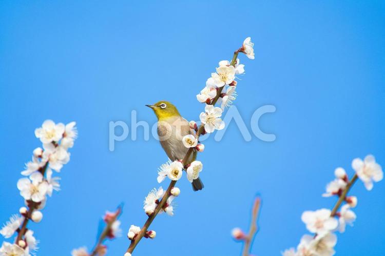 きれいに咲いた梅の花とメジロ　１ メジロ,梅,青空の写真素材