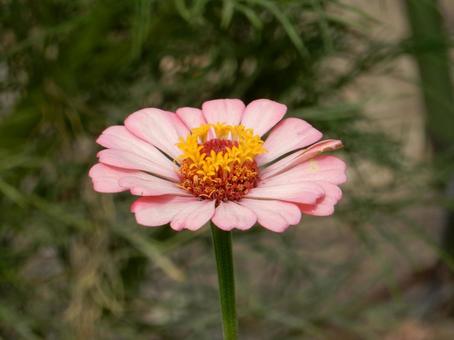 【花の写真】 ヒャクニチソウ(百日草) 【花の写真】 ヒャクニチソウ(百日草)の写真