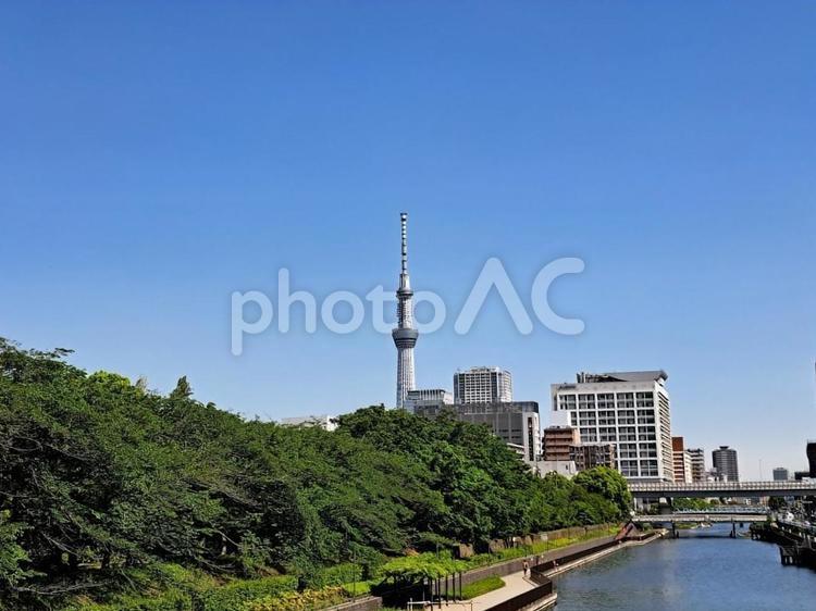 スカイツリーと青空と公園 東京スカイツリー,緑,木々の写真素材