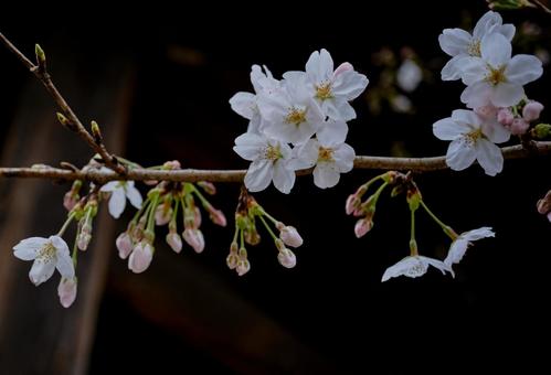 鮮やかに咲く桜の花 鮮やかに咲く桜の花の写真