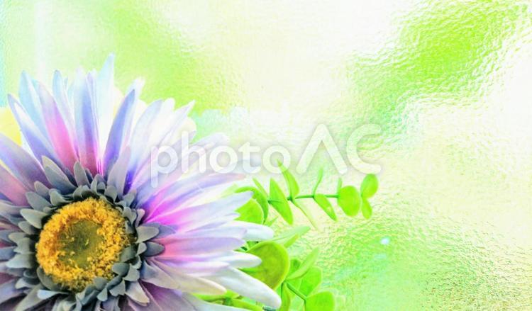 爽やかな花のある風景 オーナメント（アート）,ガーベラ,バックグランドの写真素材