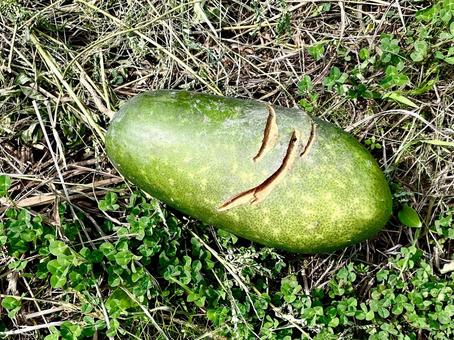 大きな傷のついた瓜 瓜,傷,植物の写真素材