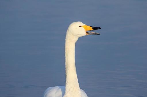 はくちょう はくちょう ハクチョウ,コハクチョウ,自然の写真素材