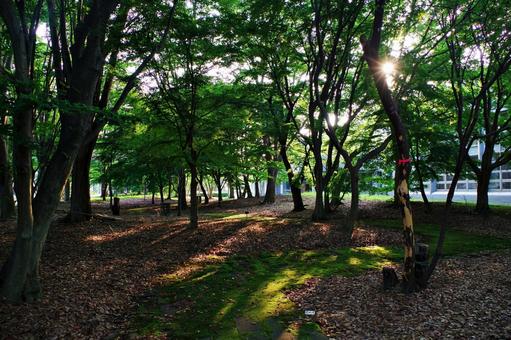 夏の公園の森にて 夏の公園の森にての写真