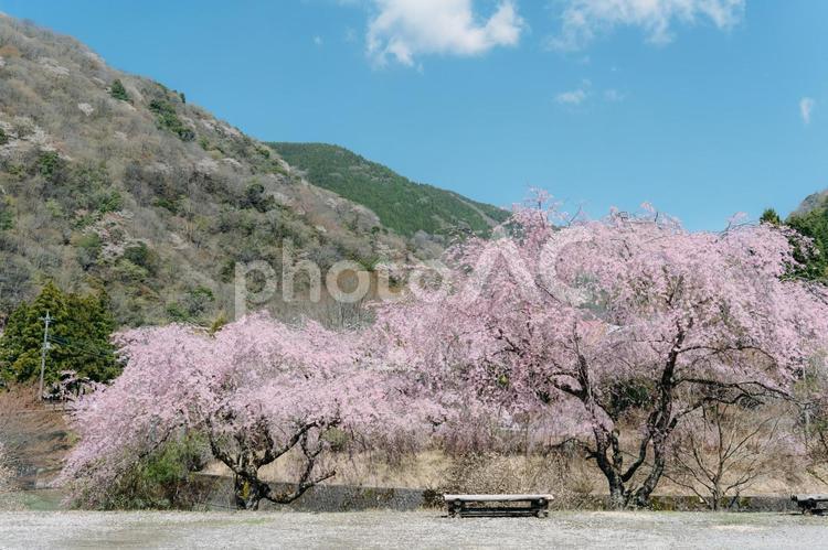 山と咲き乱れる桜 桜,春,ソメイヨシノの写真素材