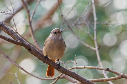 枝にとまるジョウビタキのメス 枝にとまるジョウビタキのメスの写真