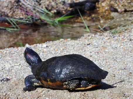 岸辺で甲羅干しするカメ 岸辺で甲羅干しするカメ カメ,爬虫類,生物の写真素材