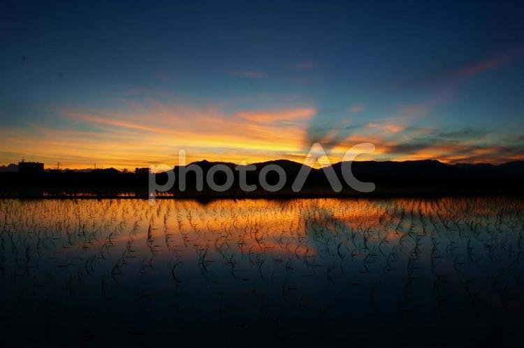 水田に映る夕焼け 九州,夕日,夕暮れの写真素材