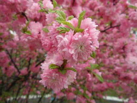 春を告げる花 春を告げる花 ピンクの花,八重,満開の写真素材
