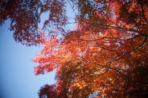 鮮やかに色づいたカエデの葉と青い空 紅葉,秋,モミジの写真素材