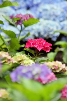 アジサイ園の写真