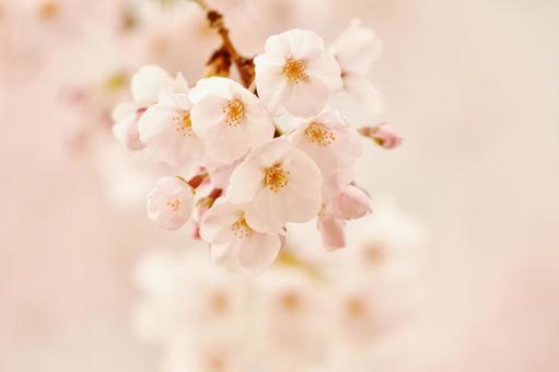 満開の桜の花をクローズアップ 満開の桜の花をクローズアップの写真