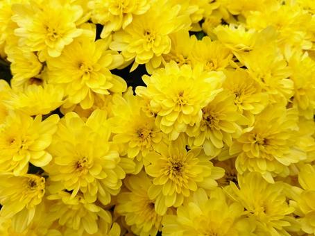 小菊　黄色 菊,花,植物の写真素材