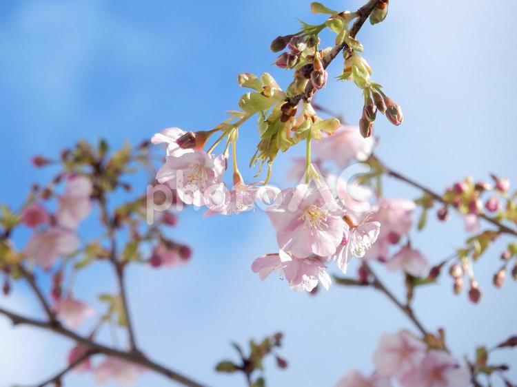 桜、青空に映える 1月,さくら,ボタニカルの写真素材