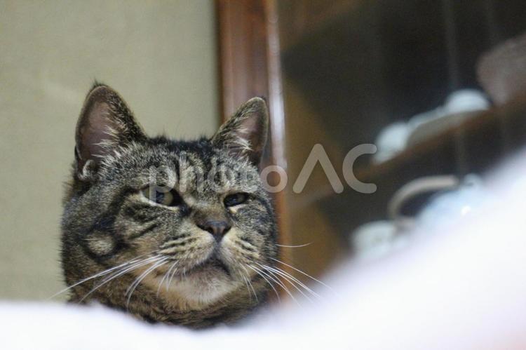 動物病院でシャンプー後のチャコちゃん１１ ねこ,ネコ,動物の写真素材