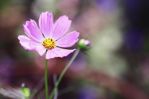 Landscape with cosmos flowers, JPG