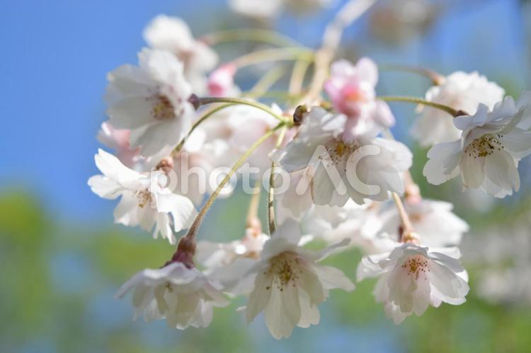 しだれ桜３ お花見,さくら,しだれ桜の写真素材