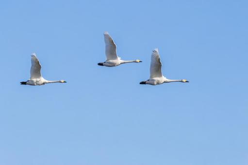 オオハクチョウ⑹ 鳥,オオハクチョウ,ハクチョウの写真素材