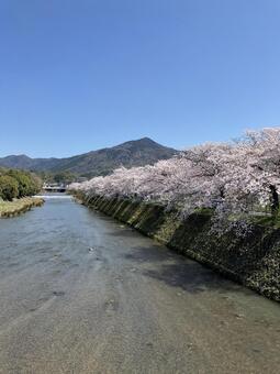 比叡と桜 比叡山,桜,春の写真素材