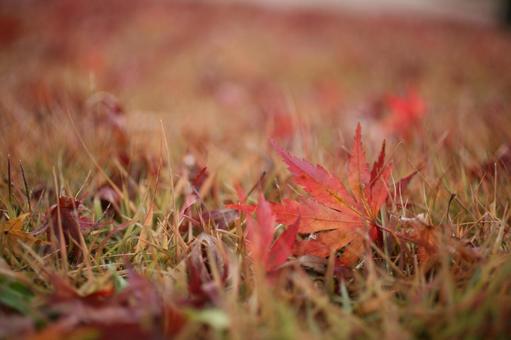 秋_紅葉 秋_紅葉の写真