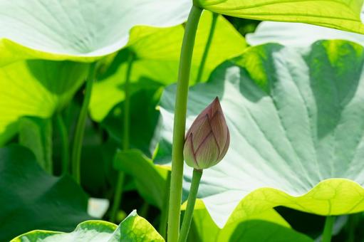 池に浮かぶピンクのハスの花の蕾 池に浮かぶピンクのハスの花の蕾の写真