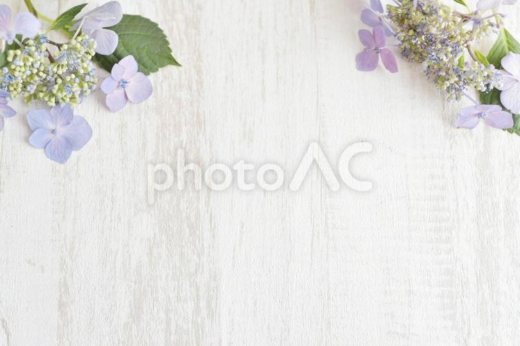 お花の壁紙５ 紫陽花,緑,花の写真素材