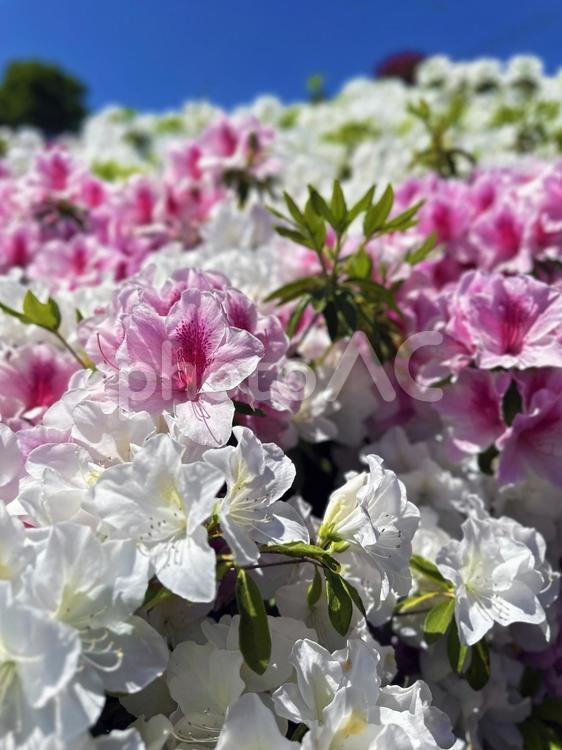 つつじ　黒潮公園　花鑑賞 つつじ,植栽,観賞用の写真素材