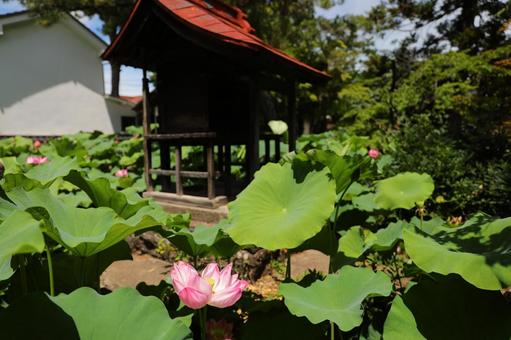 信濃国分寺 蓮3 信濃国分寺 蓮3の写真