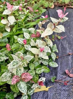 庭の初雪カズラ＊カラーリーフ ハツユキカズラ,カラーリーフ,グランドカバーの写真素材