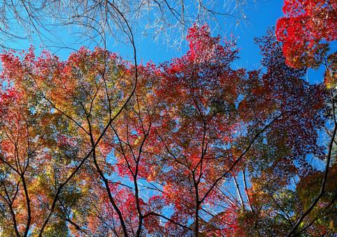 仙台市青葉区西公園南側付近の紅葉 紅葉,秋,もみじの写真素材