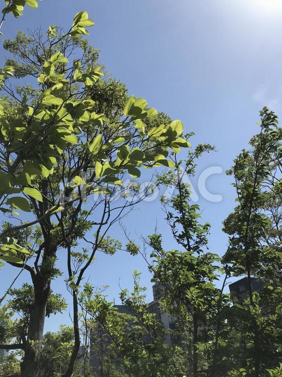 木漏れ日 葉,木,自然の写真素材