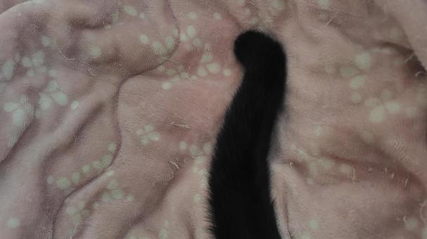 猫の鍵しっぽ 猫,黒猫,鍵しっぽの写真素材