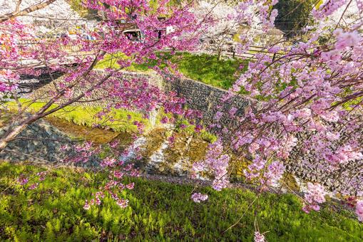 奈良県宇陀市 満開の桜風景 奈良県宇陀市 満開の桜風景の写真