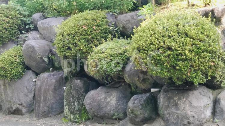 日本家屋の石垣と植木 日本家屋の石垣と植木,日本家屋の石垣,石垣の写真素材