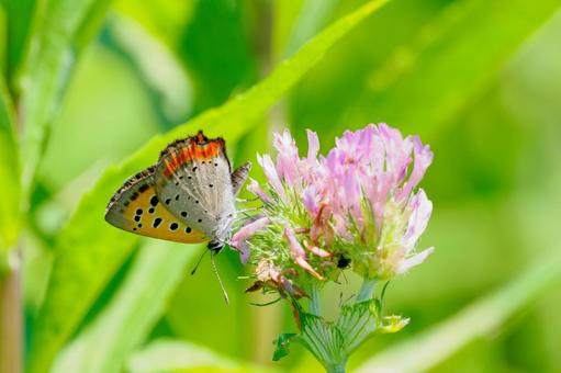 Photo, insect, butterfly, bennisimi, 