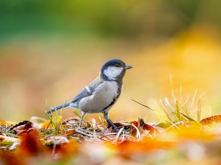 地面を歩くシジュウカラ シジュウカラ,野鳥,鳥の写真素材