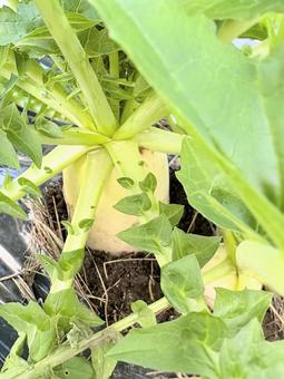 畑で育つ大根 野菜,大根,畑の写真素材