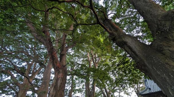 神社の巨木、神聖な夏の境内 神社の巨木、神聖な夏の境内 神社,境内,木の写真素材