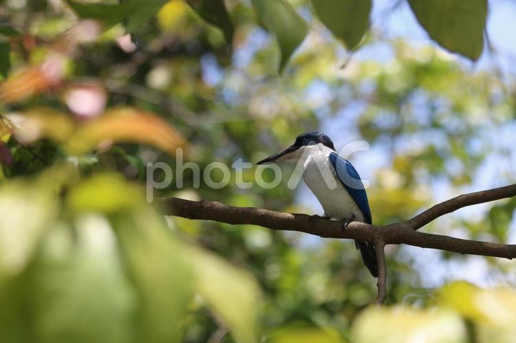 シンガポールの美しい鳥(1)ナンヨウショウビン（カワセミの仲間）正面 ナンヨウショウビン,シンガポール,カワセミの写真素材