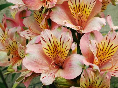 アルストロメリア・ユリズイセン アルストロメリア・ユリズイセン アルストロメリア,マクロ,草花の写真素材