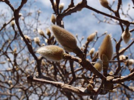 Pussy willow, cat willow, winter, bud, JPG